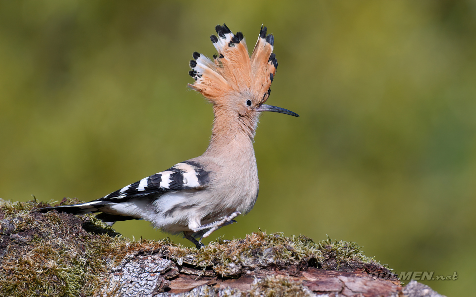 Eurasian hoopoe (Upupa epops)